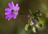 Geranium molle. Цветок и завязь плода. Греция, Пелопоннес, окр. г. Пиргос, муниципальный парк. 21.03.2015.