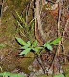 Cardamine quinquefolia