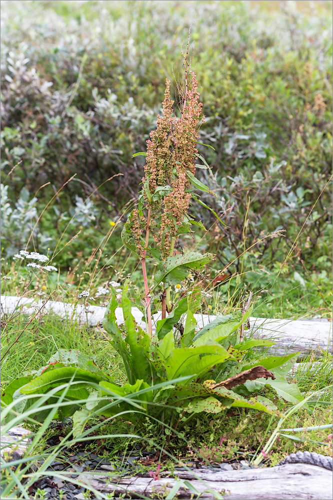 Изображение особи Rumex longifolius.