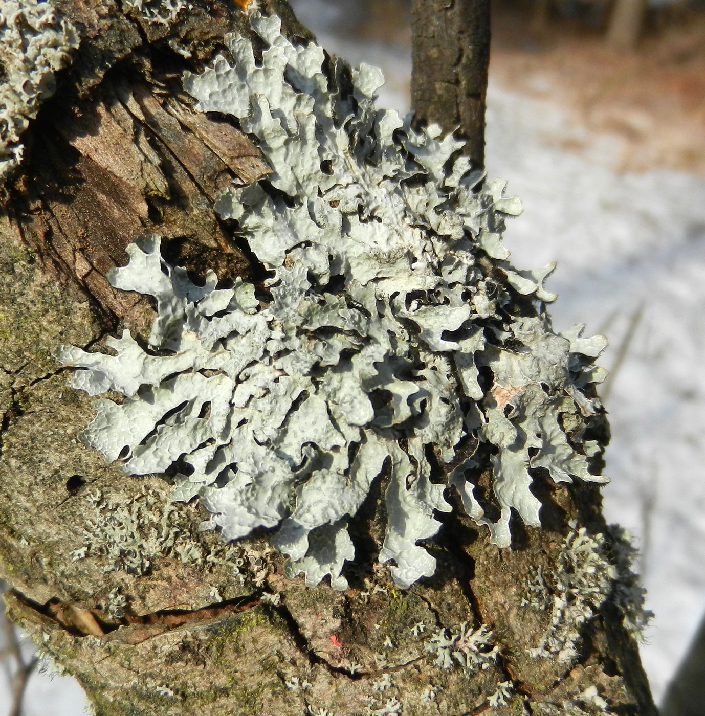 Изображение особи Parmelia sulcata.