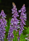 Vicia tenuifolia