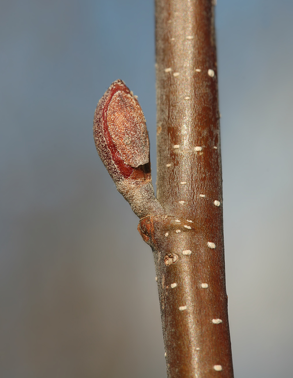 Изображение особи Alnus incana.