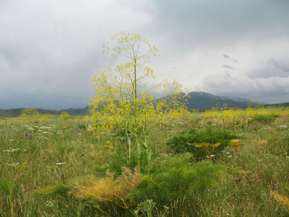 Изображение особи Ferula karatavica.