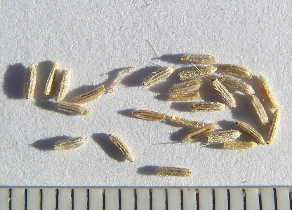 Image of Senecio grandidentatus specimen.