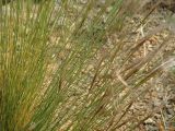 Stipa glareosa