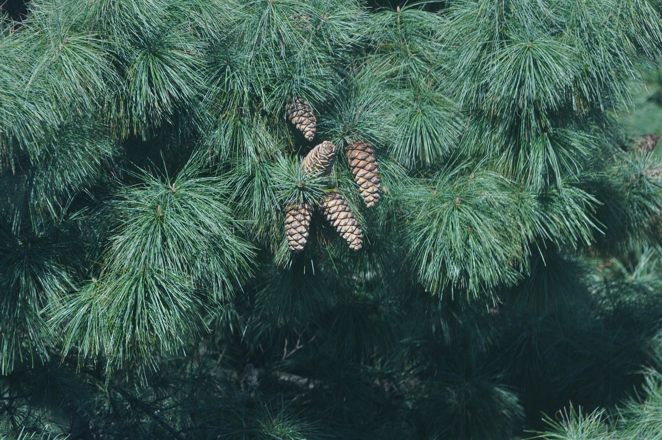 Изображение особи Pinus armandii.