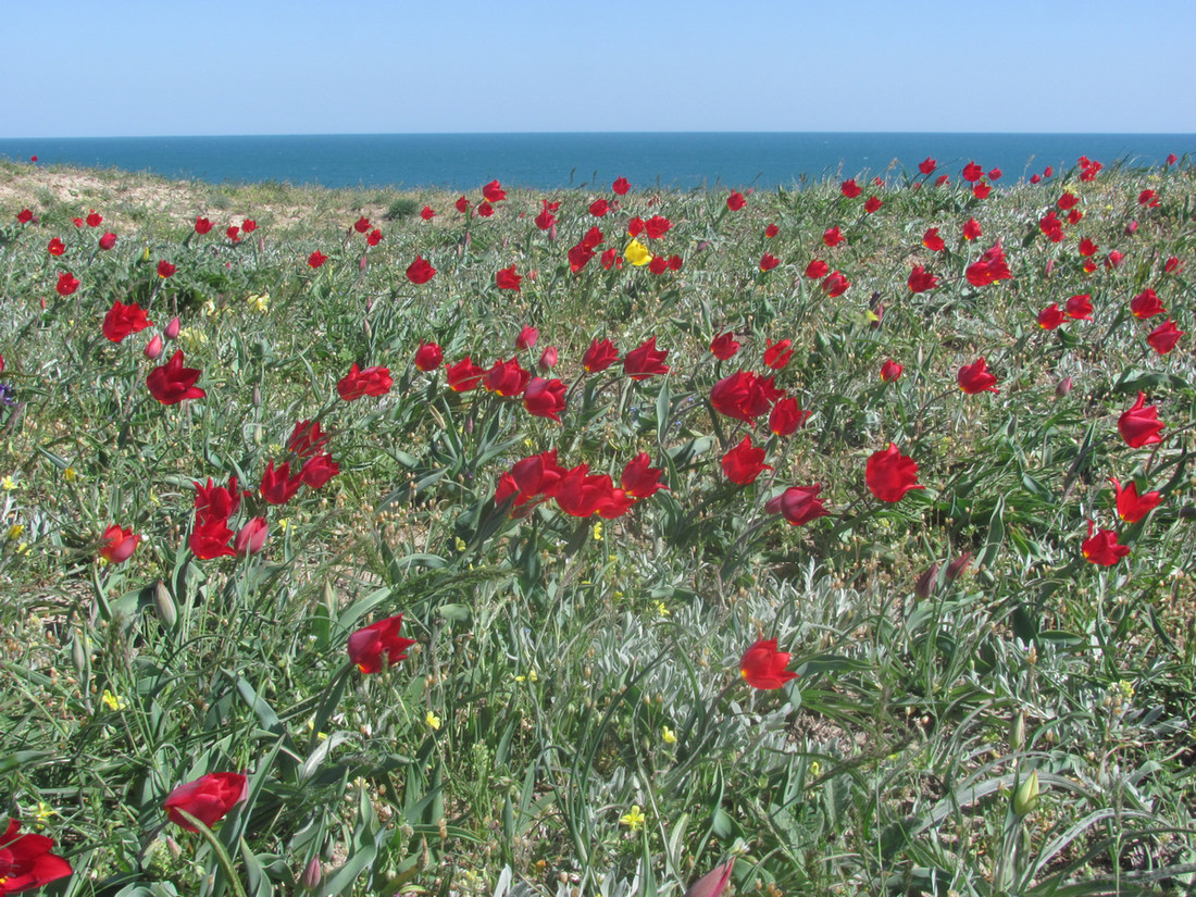 Изображение особи Tulipa suaveolens.