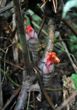 Hornstedtia scyphifera. Распускающиеся соцветия. Малайзия, Камеронское нагорье, ≈ 1500 м н.у.м., влажный тропический лес. 03.05.2017.