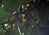 Poikilospermum suaveolens. Часть ветви с молодыми соцветиями. Малайзия, Камеронское нагорье, ≈ 1500 м н.у.м., опушка влажного тропического леса. 03.05.2017.