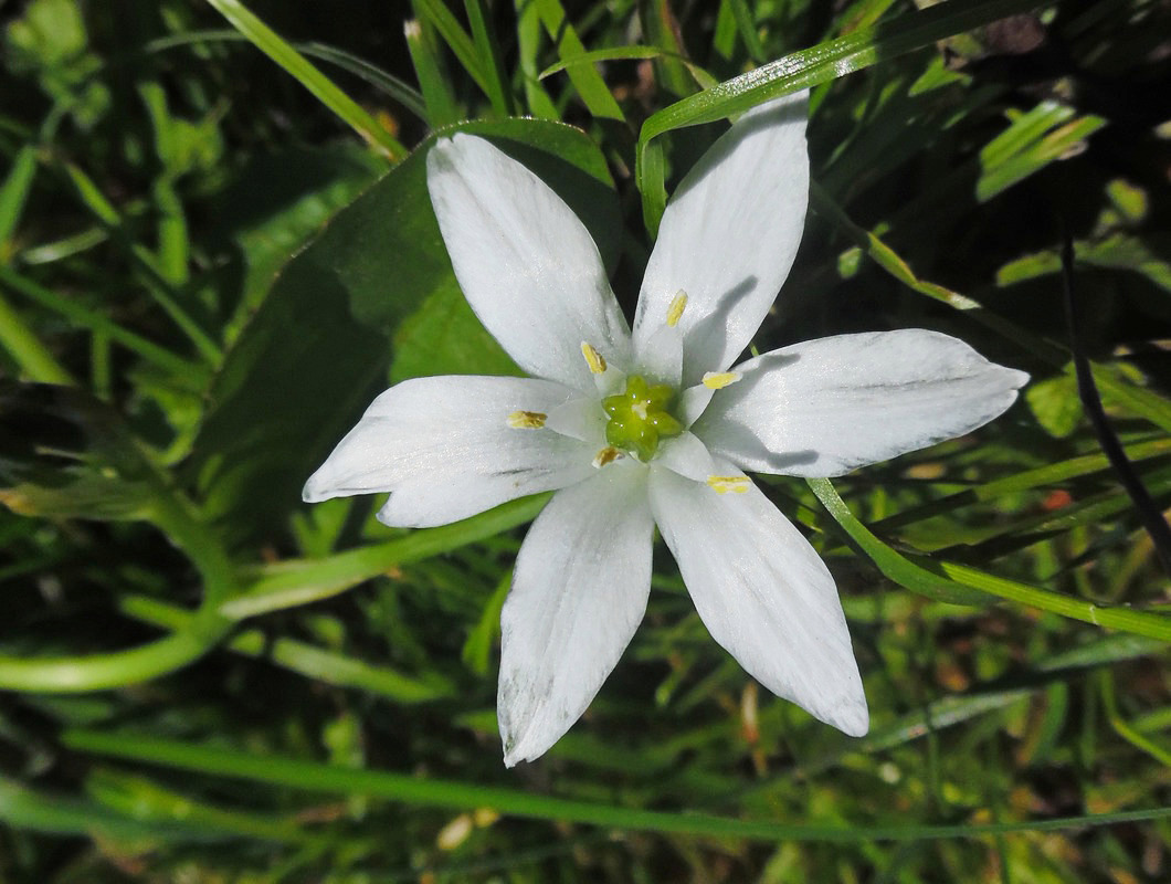 Image of Ornithogalum umbellatum specimen.