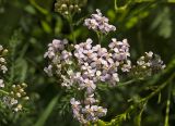 Achillea millefolium. Соцветие. Пермский край, Верещагинский р-н, окр. дер. Усть-Сепыч, долина р. Лысьва, луг. 7 июля 2018 г.