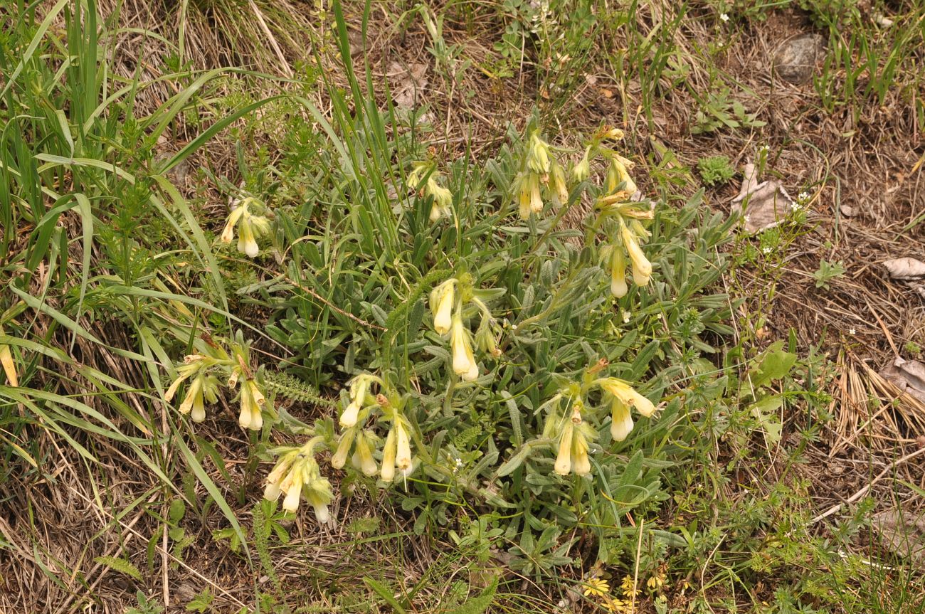 Изображение особи Onosma caucasica.