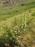 Cotoneaster multiflorus