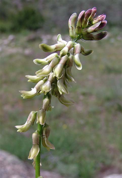 Изображение растения Astragalus falcatus.