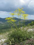 Ferulago galbanifera разновидность brachyloba. Цветущее растение. Крым, Байдарская долина. 2 июля 2010 г.