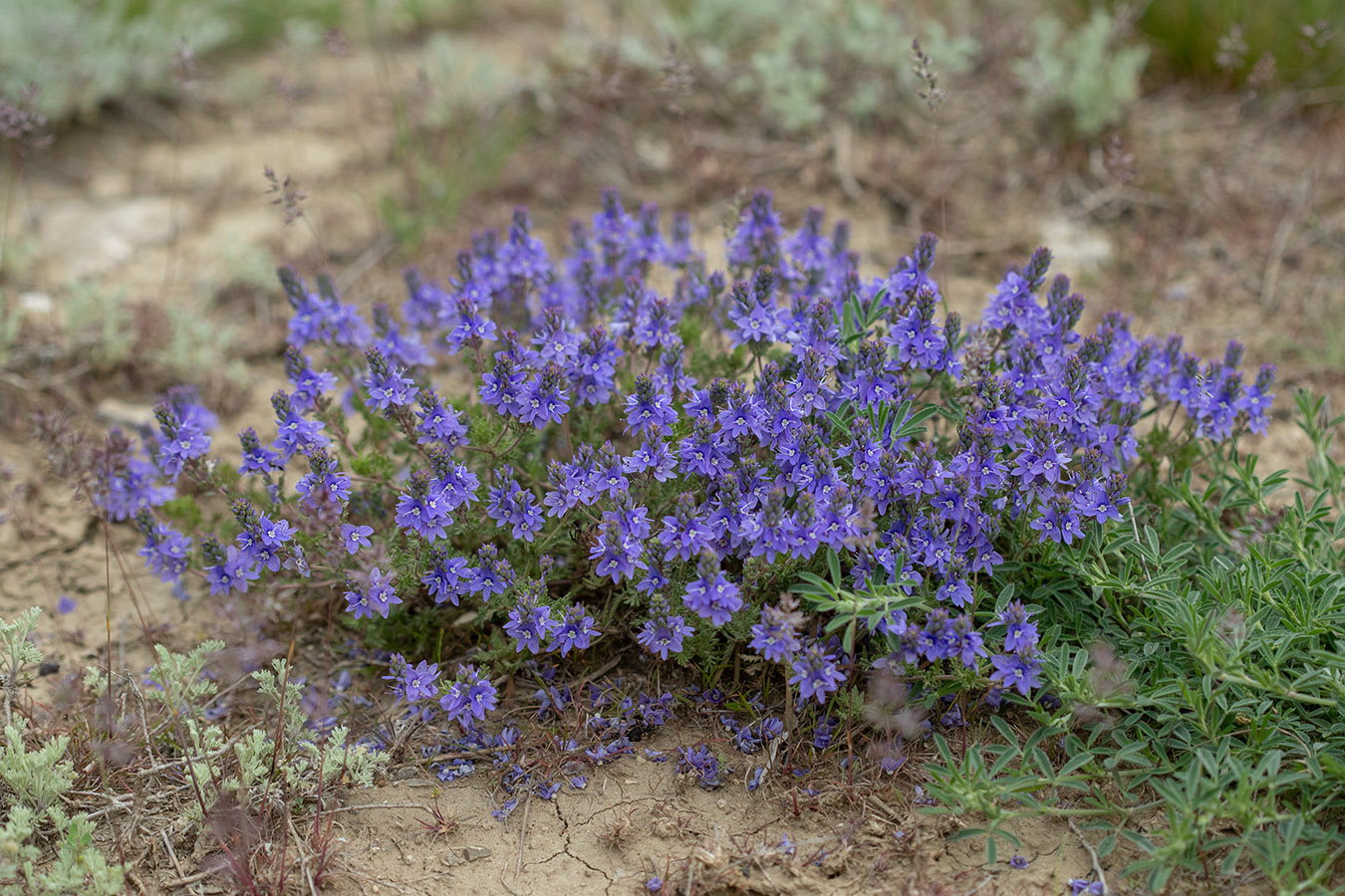 Изображение особи Veronica capsellicarpa.