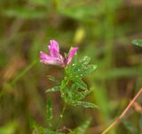 Trifolium lupinaster. Верхняя часть цветущего растения. Челябинская обл., Саткинский р-н, национальный парк \"Зюраткуль\", побережье оз. Зюраткуль, поляна в смешанном лесу. 04.08.2019.