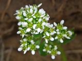 Cochlearia officinalis. Соцветие. Магаданская обл., Ольский р-н, окр. пгт Ола, вблизи устья р. Ола, берег зарастающей протоки. 10.07.2019.