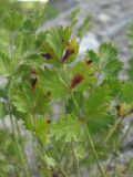 Pimpinella tragium. Лист с поражениями. Краснодарский край, окр. г. Новороссийск, хр. Маркотх, обрыв у ручья. 31.05.2020.