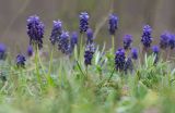 Muscari neglectum. Цветущие растения. Краснодарский край, Крымский р-н, окр. станицы Неберджаевская, ур. Темрючки, каменистая поляна в грабово-дубовом лесу. 17.04.2021.