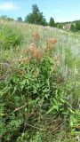 Filipendula stepposa