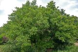 Juglans regia. Плодоносящие растения. Грузия, Самцхе-Джавахети, окр. крепости Ацкури, в культуре. 12.06.2023.