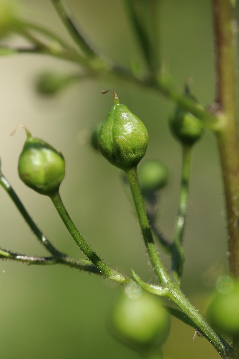 Изображение особи Scrophularia nodosa.