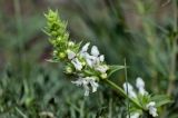 Stachys pubescens