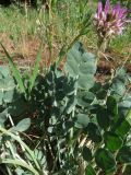 Astragalus platyphyllus. Листья и соцветие. Казахстан, Туркестанская обл., Байдибекский р-н, верх. р. Улькен-Бугунь, ≈750 м н.у.м., низкотравное саванноидное сообщество. 18.05.2023.