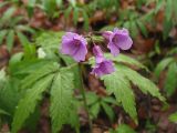 Cardamine glanduligera