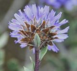 Globularia alypum