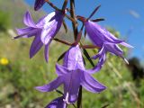 Campanula rapunculoides. Цветки. Карачаево-Черкесия, Зеленчукский р-н, долина р. Аксаут, окр. аула Красный Карачай. 11.08.2011.