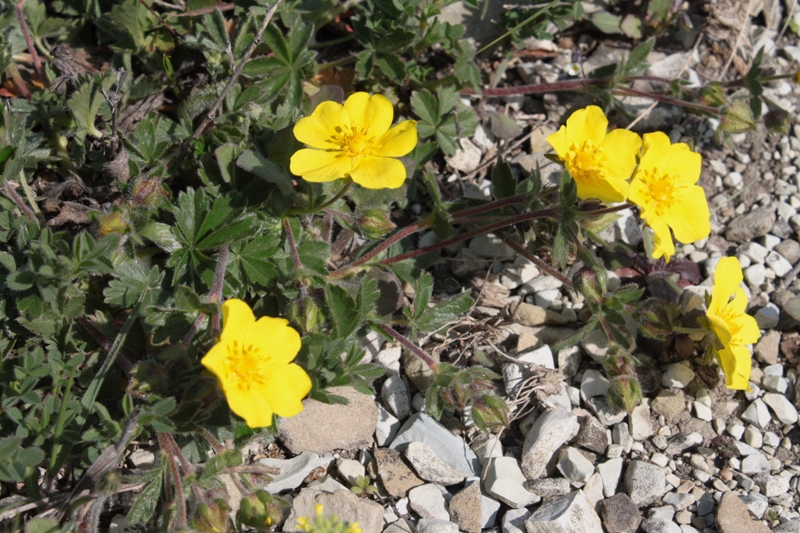 Изображение особи Potentilla sphenophylla.