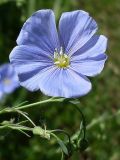 Linum austriacum