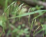 Cinna latifolia. Соцветие. Ленинградская обл., Кингисеппский р-н, Котельский заказник, берег оз.Судачье, сырой лес. 30.07.2006.