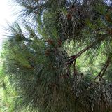 Pinus pinea. Ветви с микростробилами. Испания, автономное сообщество Каталония, провинция Барселона, Комарка Барселонес, г. Барселона, гора Монжуик. 8 июля 2012 г.