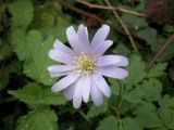 Anemone apennina