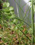 Cardamine pratensis. Лист в нижней части растения. Германия, г. Кемпен, на открытом балконе. 14.04.2013.