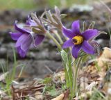 Pulsatilla chinensis. Цветущее растение. Южное Приморье, Борисовское плато, р. Кроуновка. 12.05.2013.