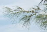 Casuarina equisetifolia. Верхушка ветви с соплодиями. Таиланд, Донсак, каменистый пляж. 21.06.2013.