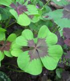 Oxalis tetraphylla. Лист (4 листочка отличают этот вид от других видов рода). Санкт-Петербург, клумба. 6 августа 2013 г.