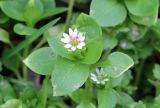 Stellaria neglecta