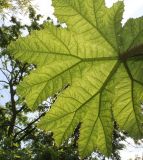 Gunnera tinctoria. Листовая пластинка (нижняя сторона). Германия, г. Дюссельдорф, Ботанический сад университета. 04.05.2014.