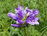 Campanula glomerata. Соцветие. Украина, Львовская обл., Дрогобычский р-н, г. Трускавец, Центральный парк Адамовка. 14.06.2014.