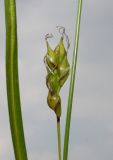 Carex depauperata