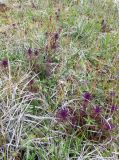 Pedicularis verticillata