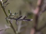 Centaurea stoebe