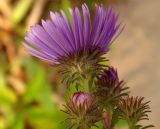 Symphyotrichum novae-angliae