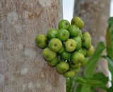 Ficus variegata. Соплодия. Таиланд, остров Тао, в поселке. 28.06.2013.