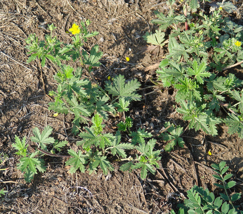 Image of Potentilla intermedia specimen.